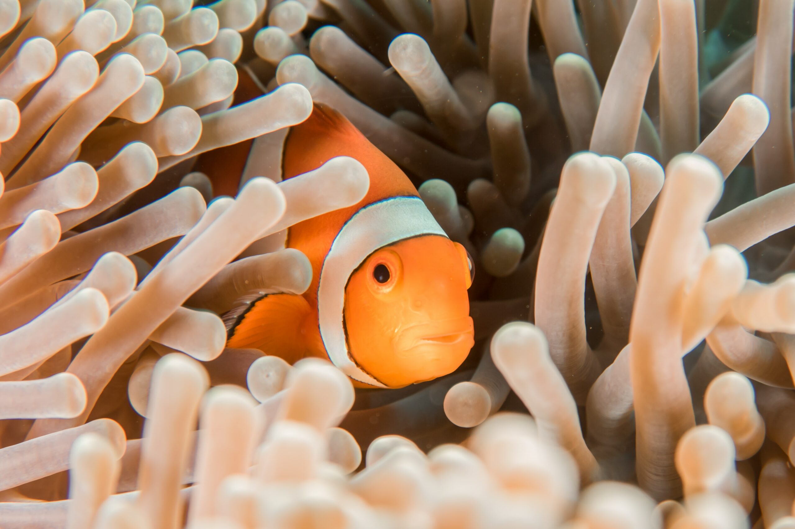Photo of an orange and white clown fish inside an anemone